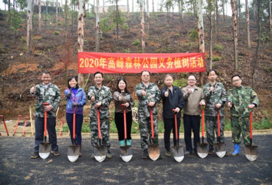 自治区林业局260名干部职工到高峰森林公园种植红枫1000株
