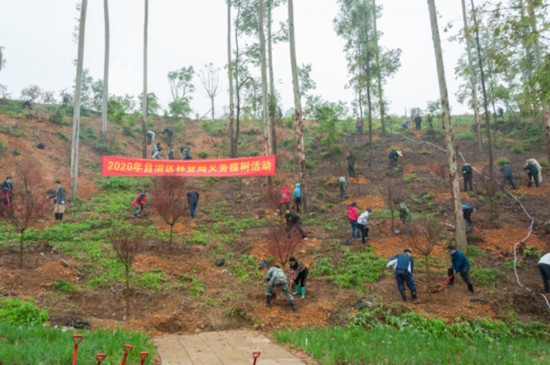 自治区林业局260名干部职工到高峰森林公园种植红枫1000株