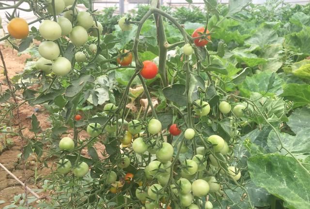 种植番茄，果实老是大小不一，掌握这些留果方法