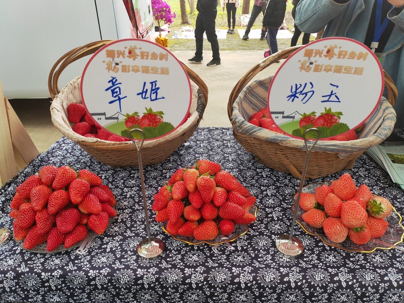 青浦白鹤草莓节来了。小镇上种植了6000亩草莓，市民们可以去那里大饱口福(图1)